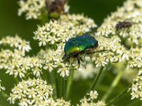 Goldglänzender Rosenkäfer